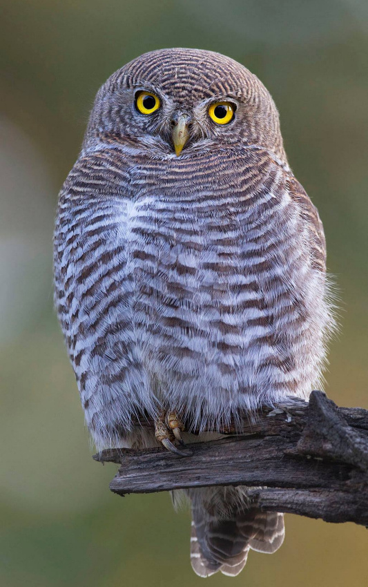 Close up portrait of a Jungle Owlet on a broken branch by Sarwan Deep Singh