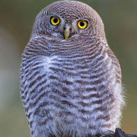 Jungle Owlet