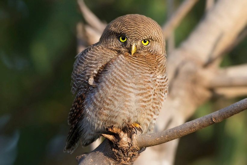 Jungle Owlet all puffed up and looking at us by Sarwan Deep Singh