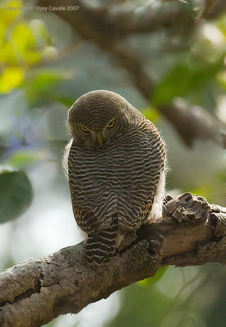 Rear view of a Jungle Owlet looking back over itself by Vijay Cavale