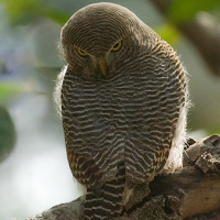 Jungle Owlet