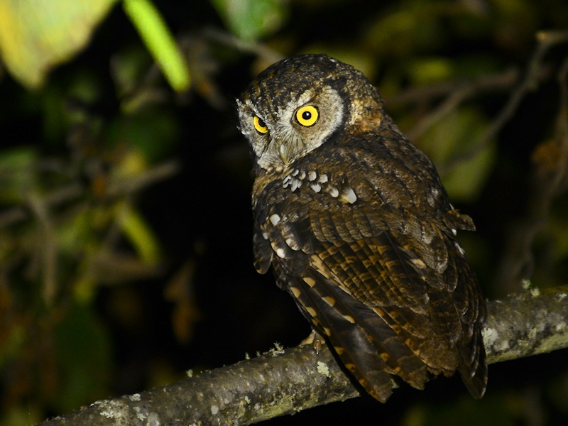 Rear view of a Koepcke's Screech Owl looking back over its shoulder by Alan Van Norman