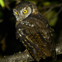Koepcke's Screech Owl