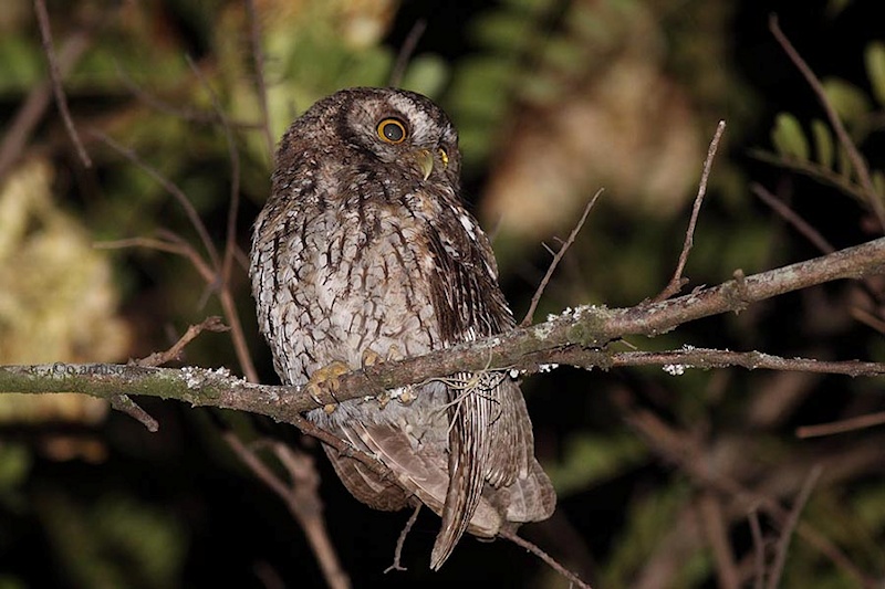 Koepcke's Screech Owl looks over to the side by Christian Artuso