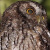 Koepcke's Screech Owl