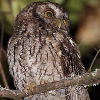 Koepcke's Screech Owl