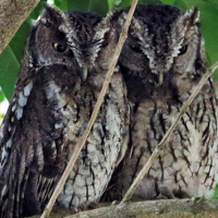 Koepcke's Screech Owl