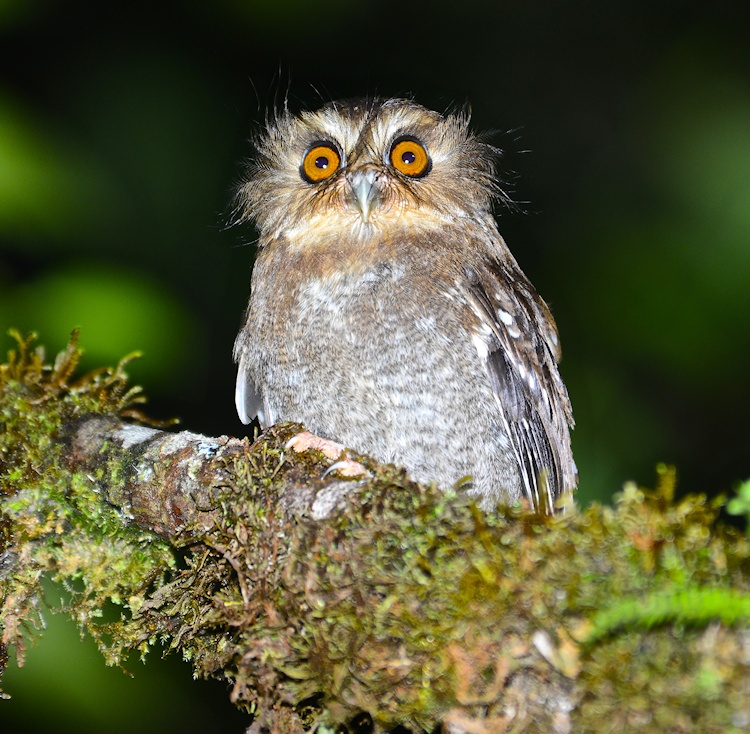 Front view of a Long-whiskered Owlet perched on a branch at night by Alan Van Norman