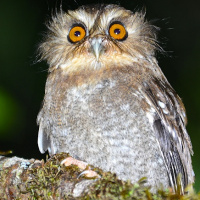 Long-whiskered Owlet