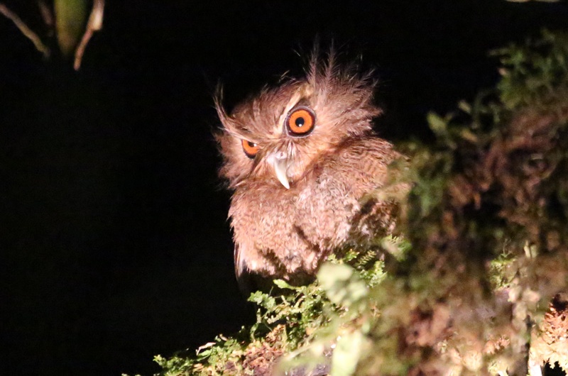 Long-whiskered Owlet looking over a bushy branch by Bill Moorhead
