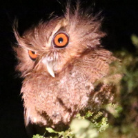 Long-whiskered Owlet