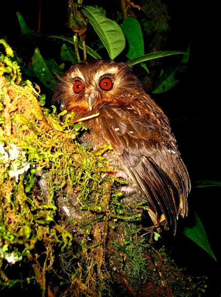 Long-whiskered Owlet obscured by foliage at night by David Geale