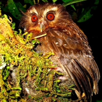 Long-whiskered Owlet