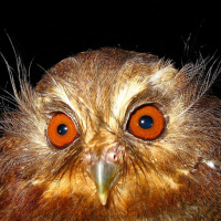 Long-whiskered Owlet