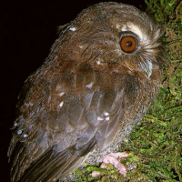 Long-whiskered Owlet