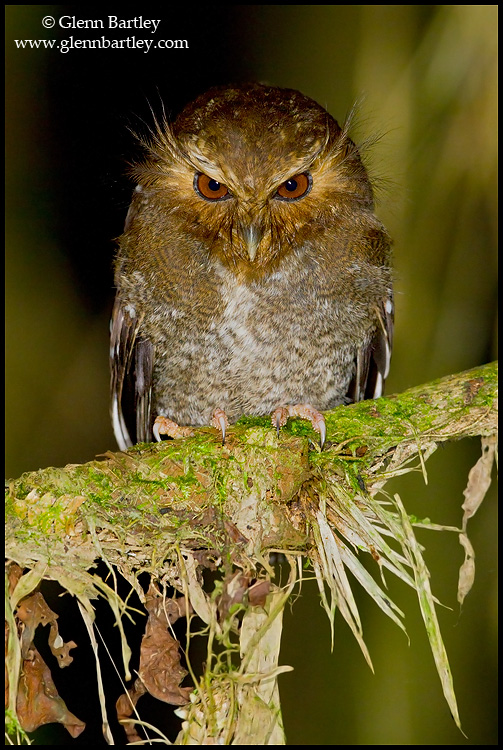 Close frontal view of a Long-whiskered Owlet at night by Glenn Bartley