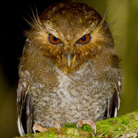 Long-whiskered Owlet