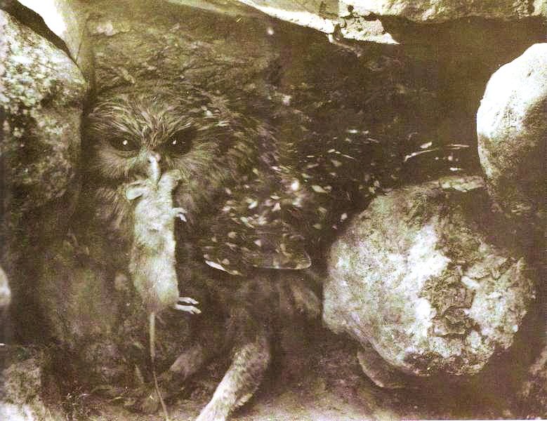 Historical photo of a Laughing Owl holding a prey item by Public Domain