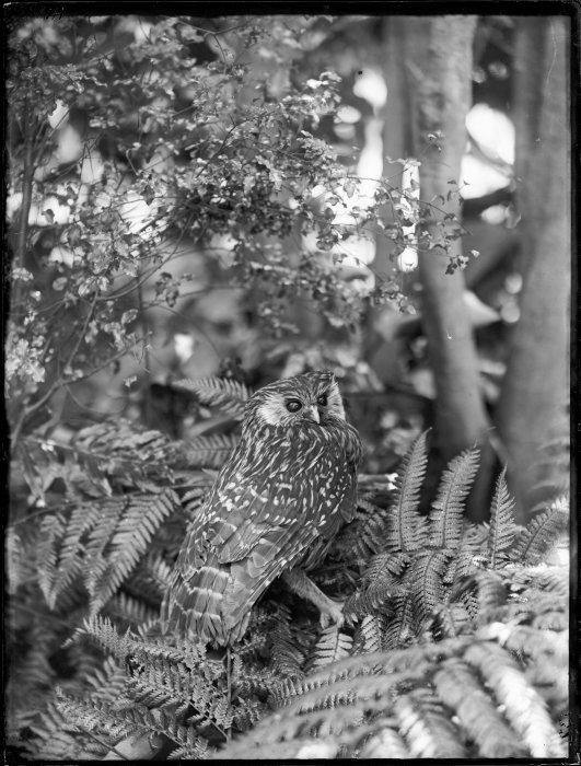 Historical photo of a Laughing Owl by Alexander Turnbull Library