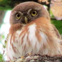 Least Pygmy Owl