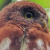 Least Pygmy Owl