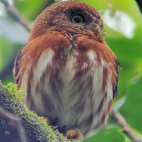 Least Pygmy Owl