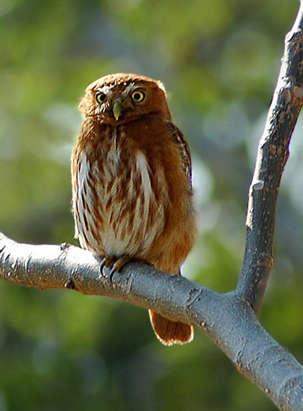 Least Pygmy Owl out in the open on a branch by Peter van Zoest