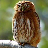 Least Pygmy Owl