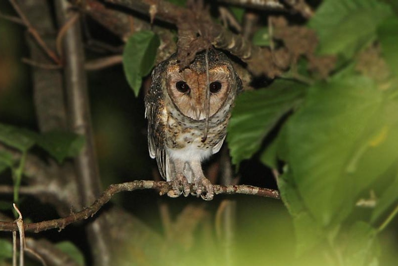 Moluccan Masked Owl looking down at something from its tree perch at night by James Eaton