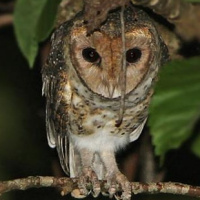 Moluccan Masked Owl