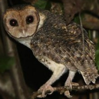 Moluccan Masked Owl