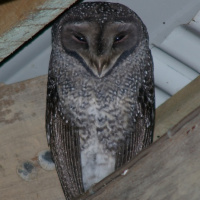 Lesser Sooty Owl