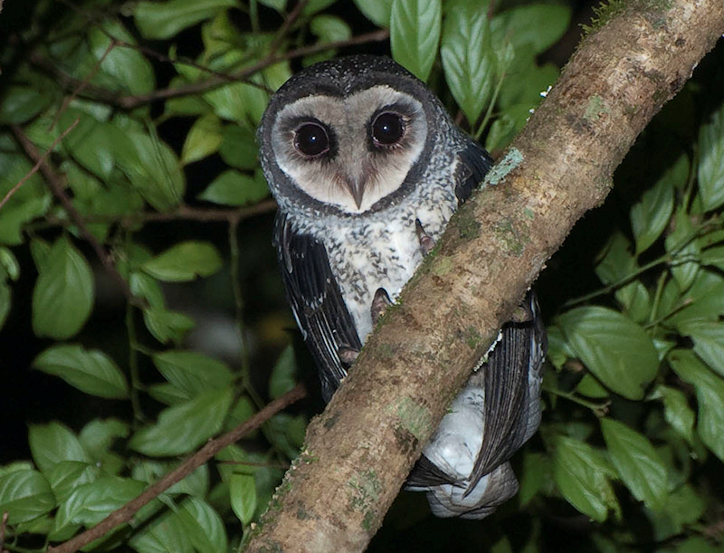Lesser Sooty Owl looking straight at you by Richard Jackson