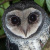 Lesser Sooty Owl