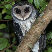 Lesser Sooty Owl