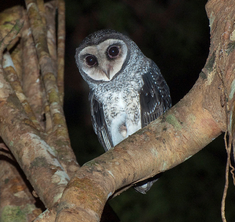 Lesser Sooty Owl perched on a thick tree branch at night by Richard Jackson