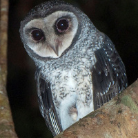 Lesser Sooty Owl