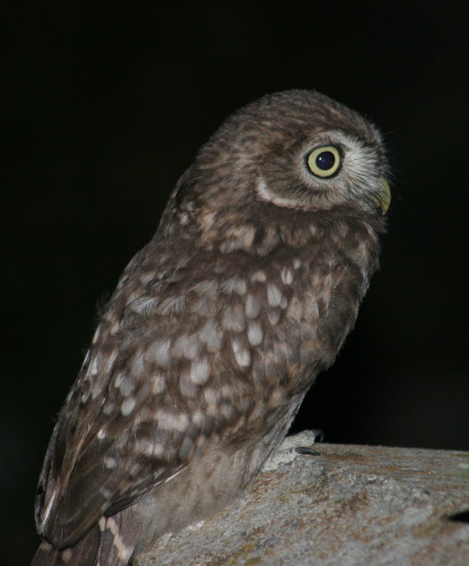 Side view of a Little Owl on a stone structure by Annemieke Borrias