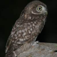 Little Owl