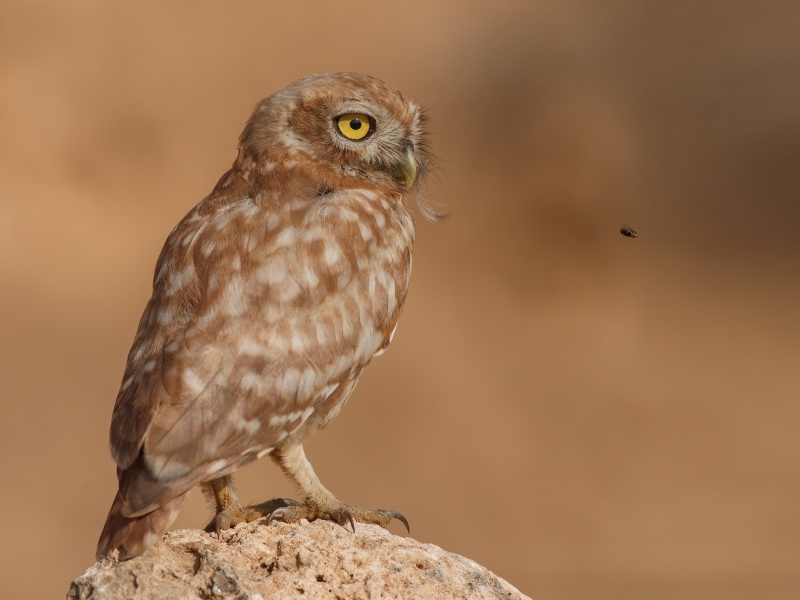 Little Owl perched on a rock looking at a bee by Assaf Gavra