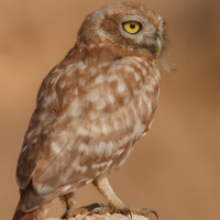 Little Owl