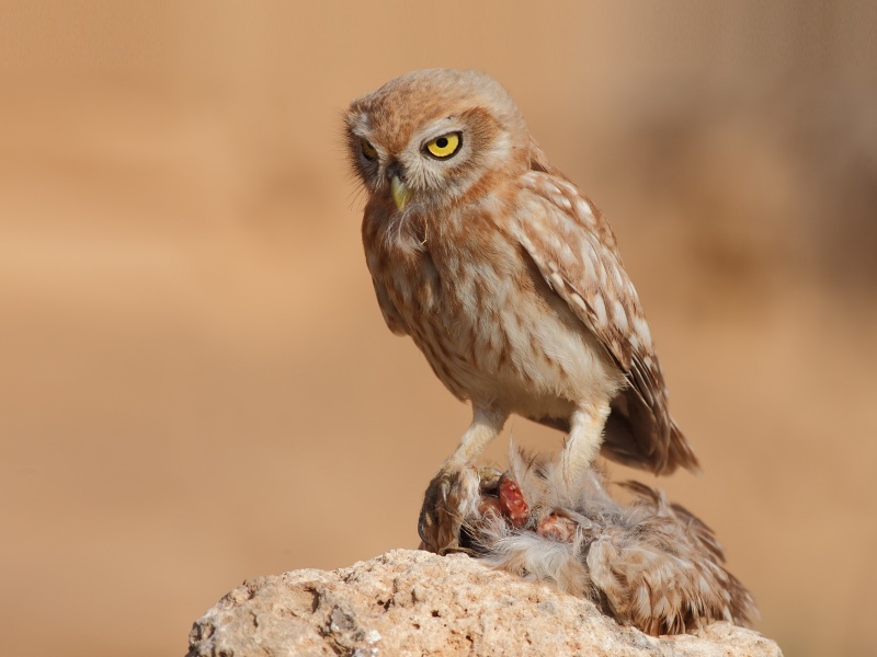 Little Owl perched on a rock eating its dead sibling by Assaf Gavra