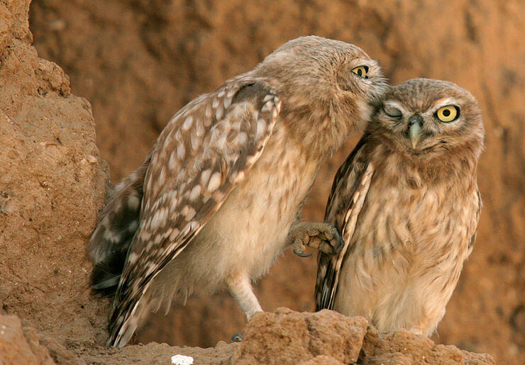 Little Owl preening its mate on a rock by Danny Laredo