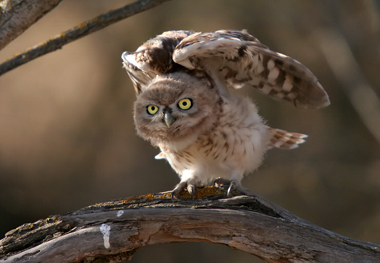 Young Little Owl on a branch flapping its wings by Danny Laredo
