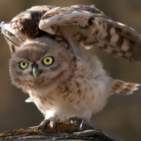 Little Owl