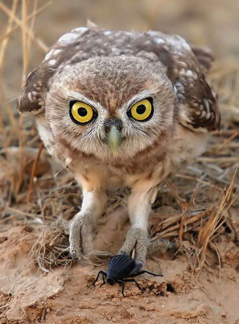 Little Owl chasing down a beetle to eat by Danny Laredo