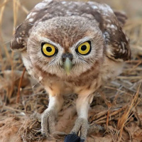 Little Owl