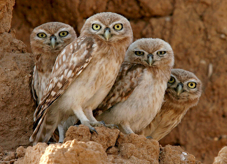 A family of Little Owls perched on a rock together by Danny Laredo