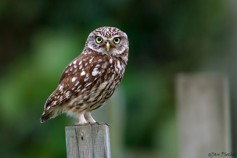 Little Owl standing on a fence post looking at us by Jan Piecha