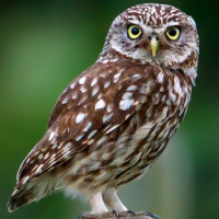 Little Owl